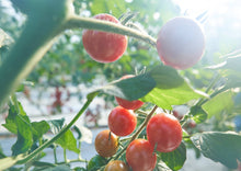 画像をギャラリービューアに読み込む, 太陽を浴びるフルーツミニトマト
