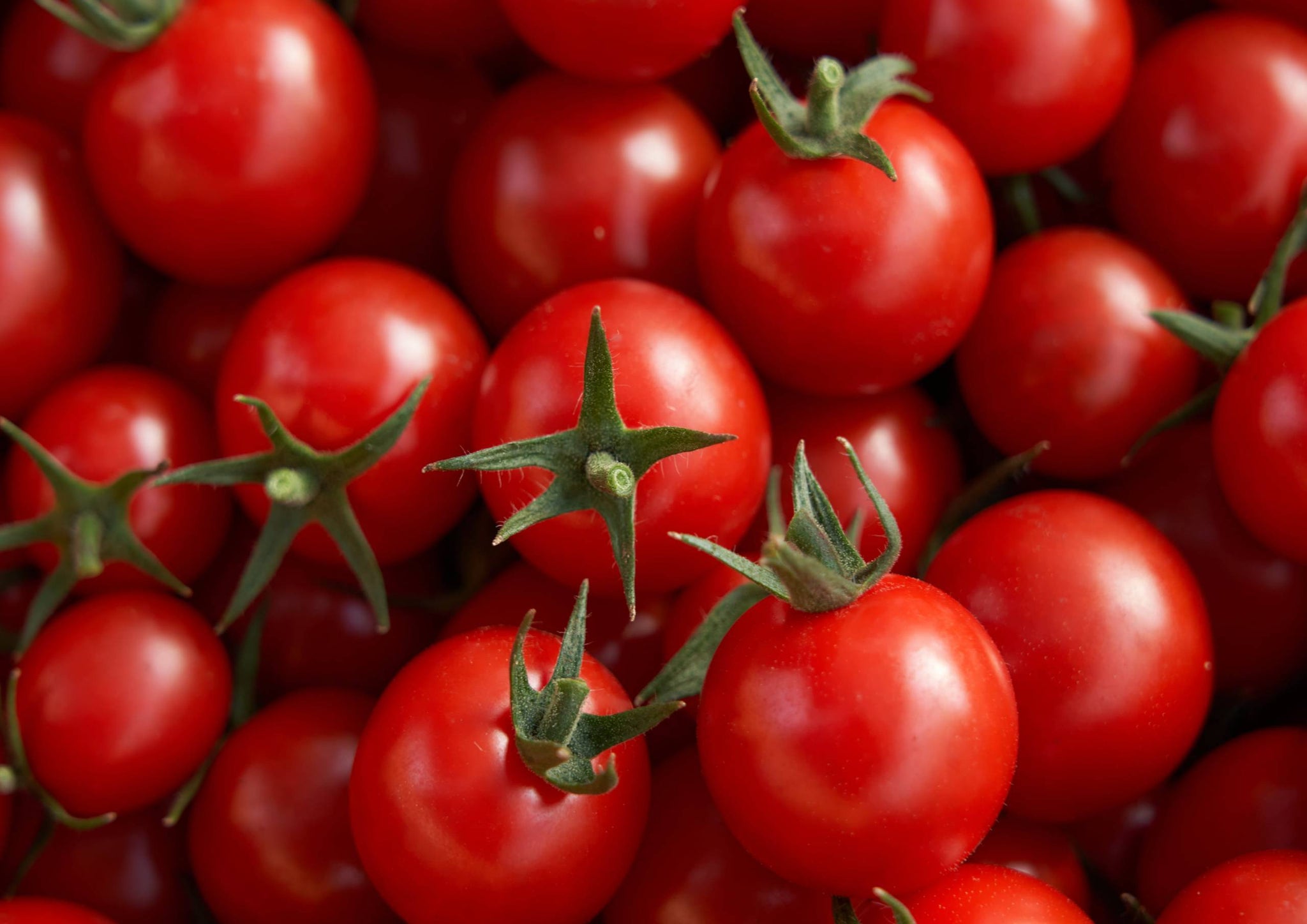 まちだ農園のフルーツミニトマト